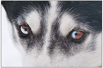 Bild der zweifarbigen Augen eines Husky